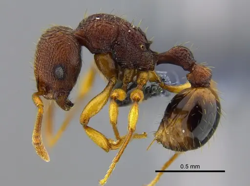 Rogeria subarmata - CBUMAGENT41963