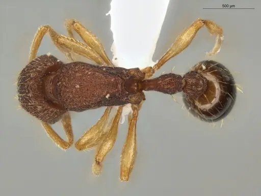 Rogeria subarmata - ECOFOG-IT14-0268-43