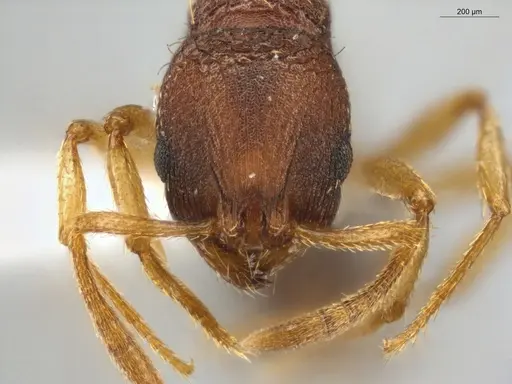 Rogeria subarmata - ECOFOG-IT14-0268-43