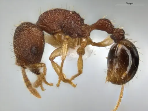 Rogeria subarmata - ECOFOG-IT14-0268-43