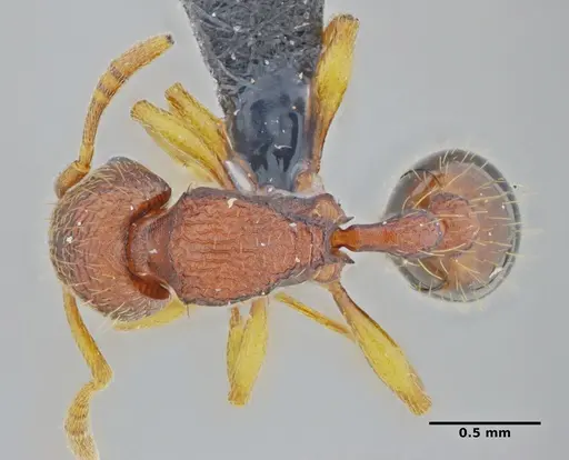 Rogeria subarmata - UFV-LABECOL-000733