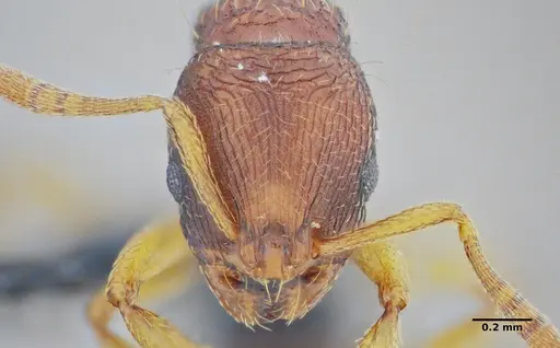 Rogeria subarmata - UFV-LABECOL-000733