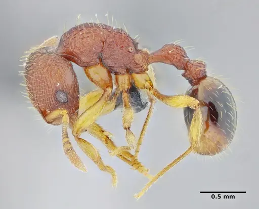 Rogeria subarmata - UFV-LABECOL-000733