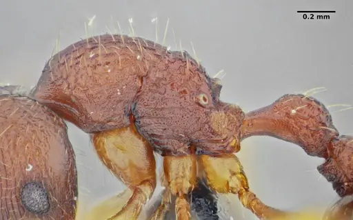 Rogeria subarmata - UFV-LABECOL-000733