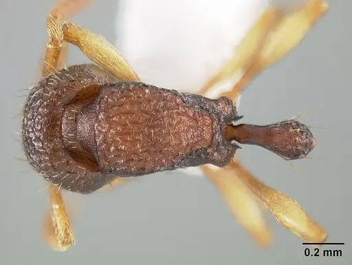 Rogeria subarmata - USNMENT01124289