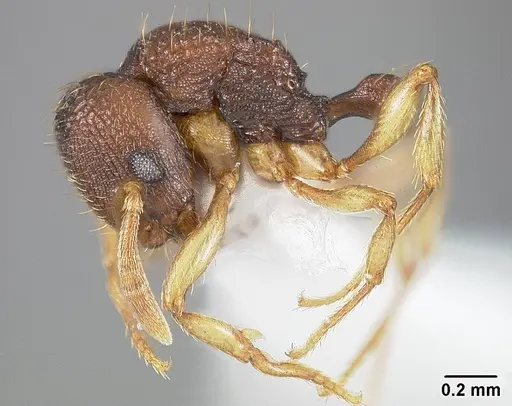 Rogeria subarmata - USNMENT01124289