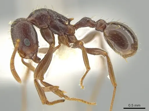 Rogeria terescandens specimen