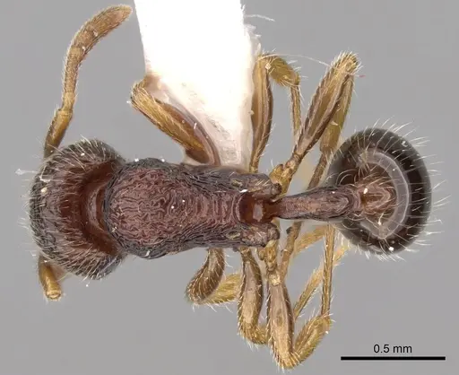 Rogeria tonduzi specimen