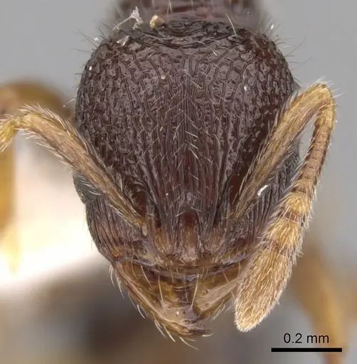 Rogeria tonduzi specimen