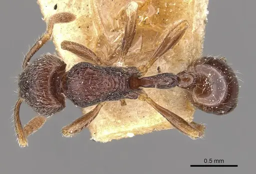 Rogeria tonduzi - CASENT0909069