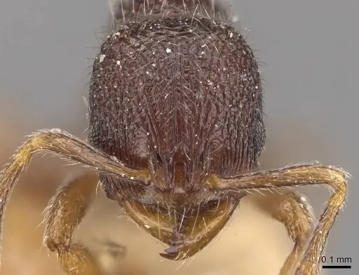 Rogeria tonduzi - CASENT0909069