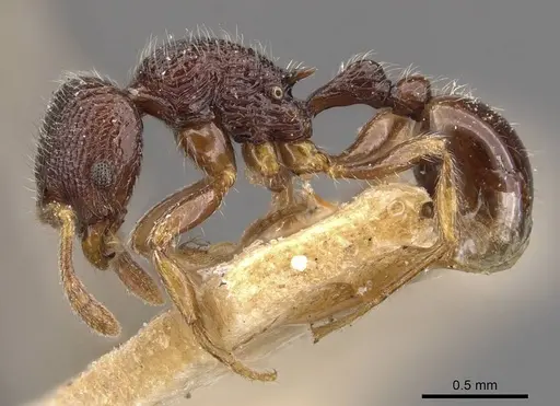 Rogeria tonduzi - CASENT0909069