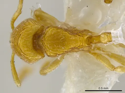 Rogeria tribrocca specimen