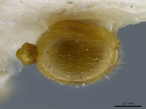 Rogeria tribrocca specimen