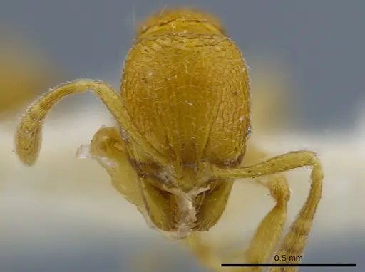 Rogeria tribrocca specimen