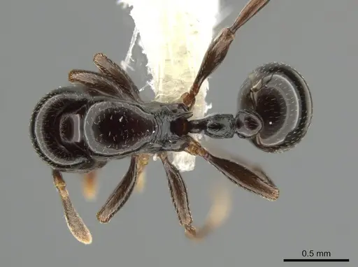 Rogeria tsumani specimen