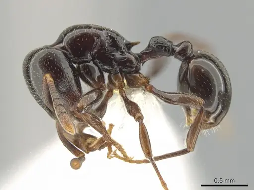 Rogeria tsumani specimen