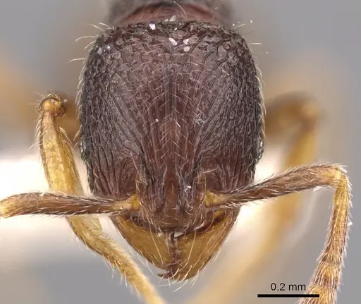 Rogeria unguispina specimen