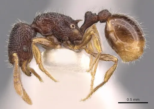 Rogeria unguispina specimen