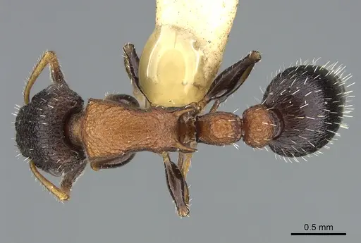 Romblonella coryae specimen