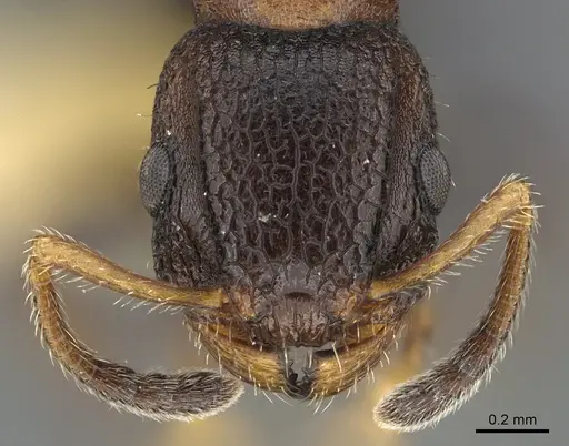 Romblonella coryae specimen