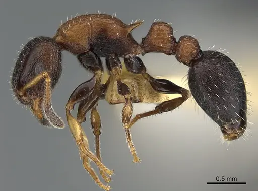 Romblonella coryae specimen