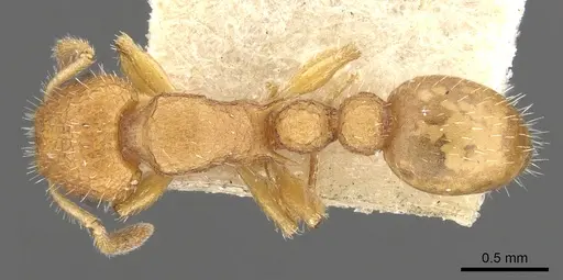 Romblonella elysii specimen