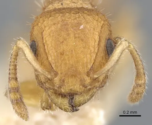 Romblonella elysii specimen