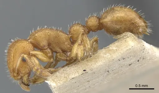 Romblonella elysii specimen