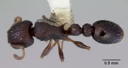 Romblonella liogaster specimen