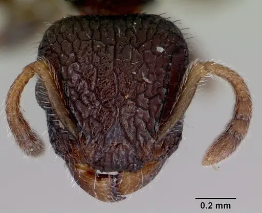 Romblonella liogaster specimen