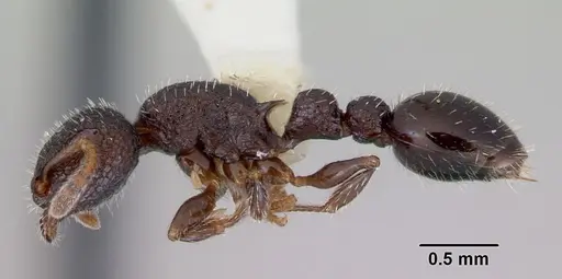 Romblonella liogaster specimen