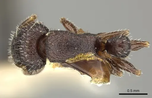 Romblonella liogaster - CASENT0249110