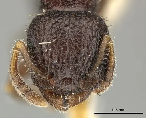 Romblonella liogaster - CASENT0249110