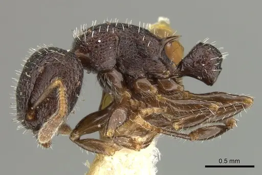 Romblonella liogaster - CASENT0249110