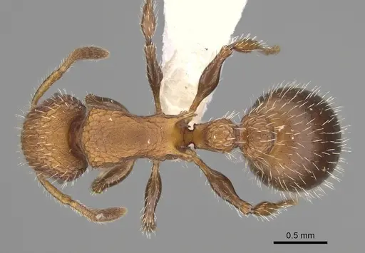 Romblonella longinoi specimen