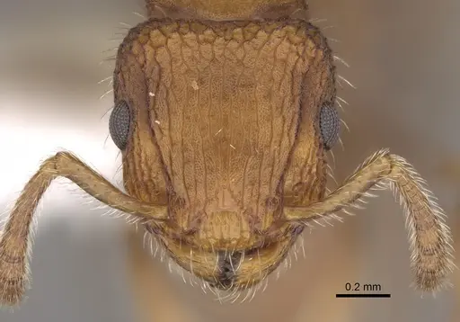 Romblonella longinoi specimen