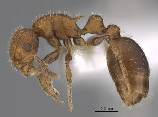 Romblonella longinoi specimen