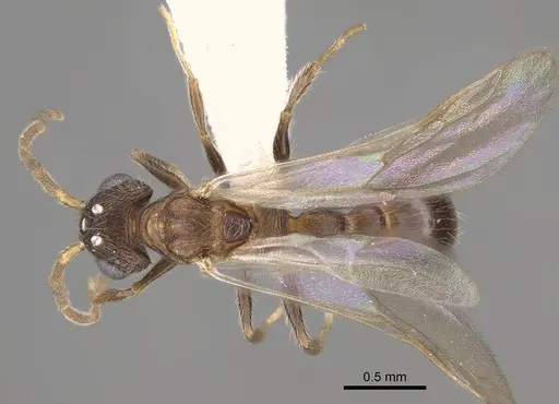 Romblonella longinoi - CASENT0617004