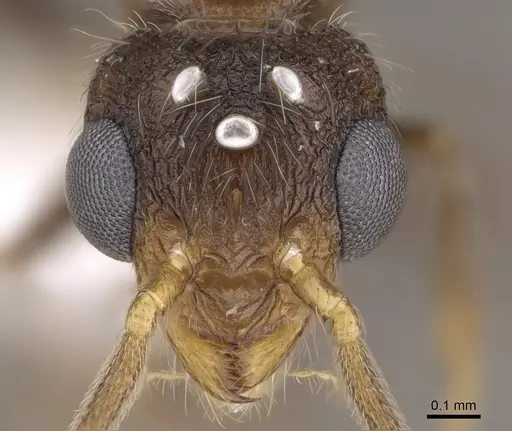 Romblonella longinoi - CASENT0617004