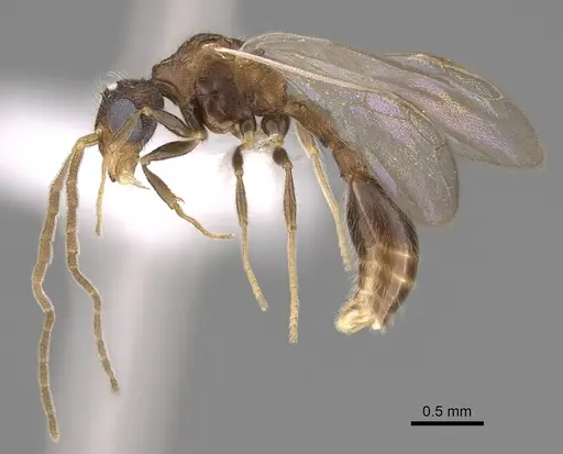 Romblonella longinoi - CASENT0617004