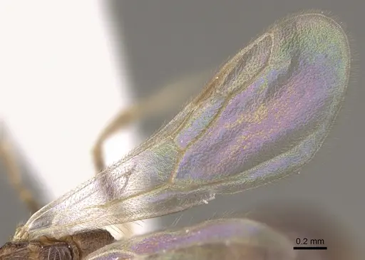 Romblonella longinoi - CASENT0617004