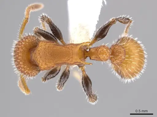 Romblonella longinoi - CASENT0617007