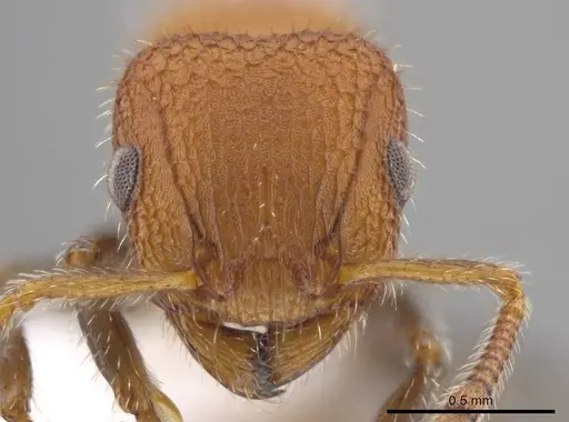 Romblonella longinoi - CASENT0617007