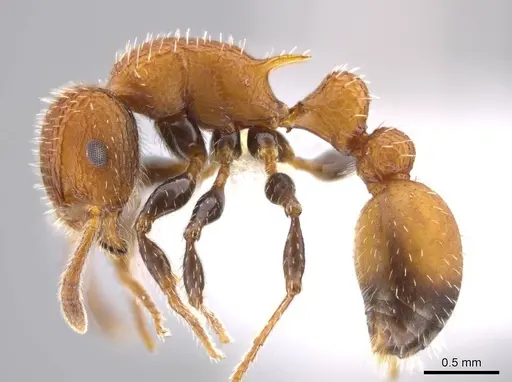 Romblonella longinoi - CASENT0617007