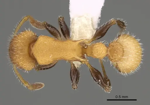 Romblonella longinoi - CASENT0617009