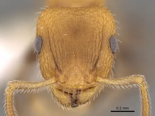 Romblonella longinoi - CASENT0617009