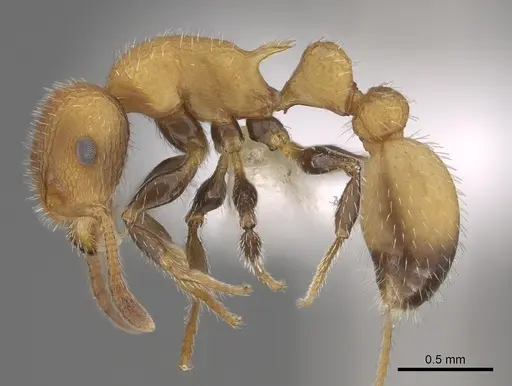 Romblonella longinoi - CASENT0617009