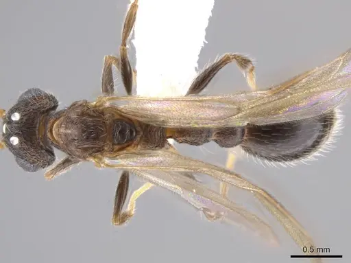 Romblonella longinoi - CASENT0617021