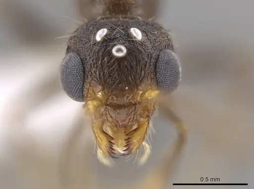 Romblonella longinoi - CASENT0617021